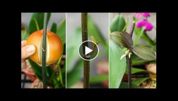 Unexpectedly, Propagate orchids from flower stalks easily using only onions