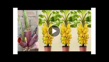 WoW ! Amazing Idea Grafting Jackfruit With Aloe Vera In Banana ????????