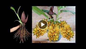 grafting banana you will be surprised to know this best technique |How to grow banana tree