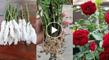 How to grow Rose from cuttings using toilet paper | Rose propagation from cuttings