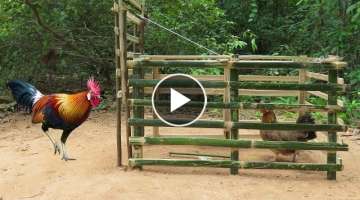 Build Creative Chicken Trap Using Bamboo Cage - Simple Chicken Trap That Work 100%