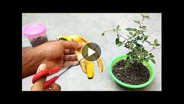 Easy and free fertilizer for any plants | Banana peel fertilizer
