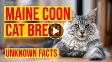 Maine Coon Cat Breed 10 Unknown Facts & Why You Should Own/ All Cats