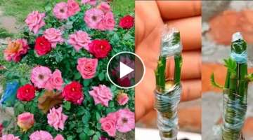 Method of Growing Different Color Roses ???? From one tree || amazing technique to growing Flower...