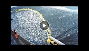 This is How Fisherman Catch Hundreds Tons Salmon. Modern Fish Processing & Fishing Net Video