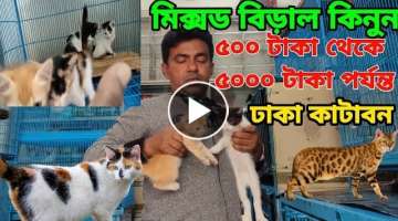 Mixed Breed Cats | Cat price in Bangladesh | Katabon Animal market in Bangladesh | #pet_market