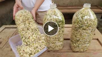 Making bean sprouts at home from plastic bottles is easy - both white and plump