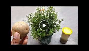 Natural fertilizer for all plants | Potato peel fertilizer | Best organic fertilizer for plants