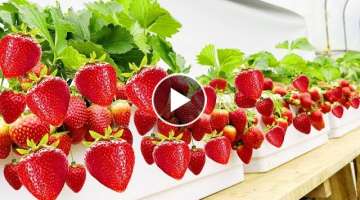 Growing strawberries at home have so many fruit, 3 tips to grow strawberries 100% success