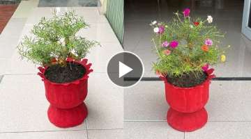 Make use of plastic bottles to make beautiful ten o'clock flower pots \ How to create a bonsai tr...