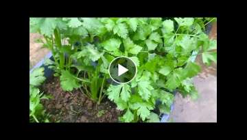 धनिया Growing Celery on the terrace, this way is both easy and effective