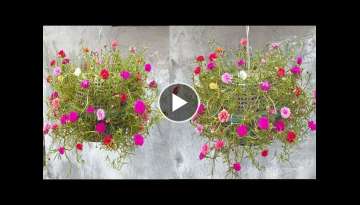 Grow Colorful Lantern Shaped Flower Baskets from Plastic Baskets (Mossrose) - Beautify Your Garde...