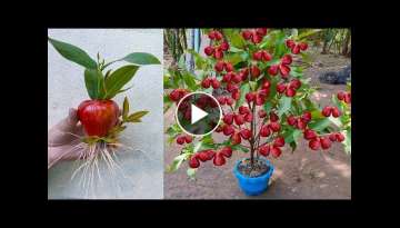 Best Techniques for Growing Java Apple Tree from Java Apple Fruit & Aloe Vera Grafting Java Appl...