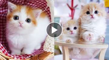 Baby Cats - Cute and Funny Cat Videos Compilation #39 | Aww Animals
