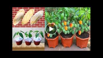 How To Grow Mango tree | Step By Step Guide | Mango Grafting | 100% Successful | Real Video
