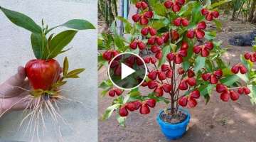 Best Techniques for Growing Java Apple Tree from Java Apple Fruit & Aloe Vera | Grafting Java App...