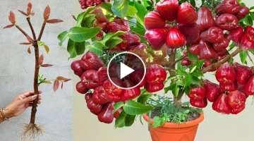 Grafting Techniques for Apple red tree in Banana with Aloe Vera / how to grow apple red tree frui...