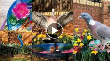 Garden Wood Pigeon - Garden Outdoor Patio Decoration - Solar Fountain Pump