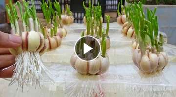 Tips to grow garlic in water bottles, get lots of roots and quickly harvest