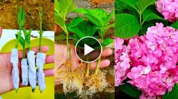 How to propagate hydrangea flower from cuttings using tissue paper || With 100% success
