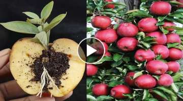 How to grow apple tree by cocopeat and aloe vera compost, propagate apple tree at home