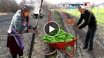 Best Method to Grow Cucumber and Bean from Seed