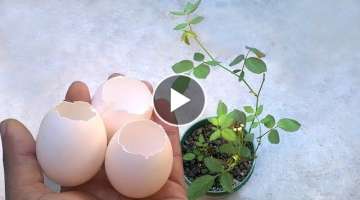 Eggshell fertilizer for any plants and flowers | Homemade fertilizer