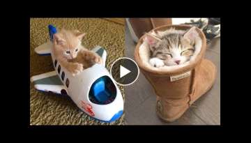 Baby Cats - Cute and Funny Cat Videos Compilation #21 | Aww Animals