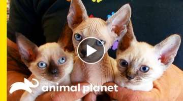This Cat Breed Looks Like A Kitten For Its Whole Life! | Cats 101