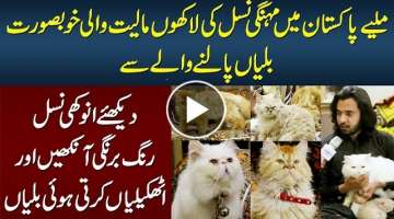 Meet Pakistani Who Own Beautiful Imported Cats in Pakistan - Watch Rear Breed of Cats & Their Pri...