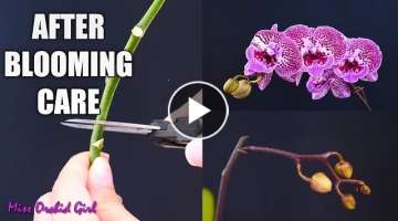 Orchid Care for Beginners - What to do after Phalaenopsis blooms fall? Cutting spike & aftercare