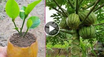 Best Method Graftin Jackfruit Tree With Aloe Vera In Papaya Fruit #jackfruit #gardening #ghar_ka_