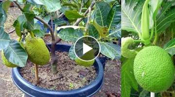 HOW TO GRAFT A JUCKFRUIT TREE (MULTIPLE ROOT)