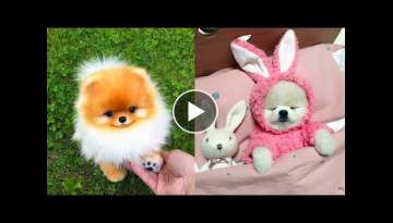 Baby Dogs - Cute and Funny Dog Videos Compilation #23 | Aww Animals