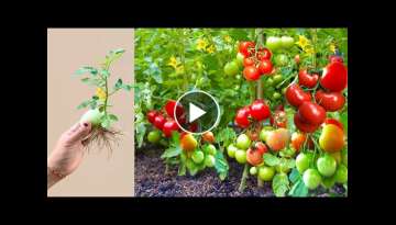 Great Technique For Grafting Tomatoes Tree Fruit With Aloe Vera and Bananas