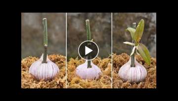 Do this with your orchid, it will sprout and flower all year round | Just use garlic