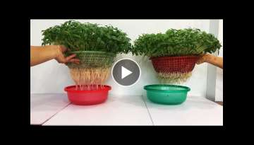 Easy idea | How to grow green beans is simple that housewives do not know