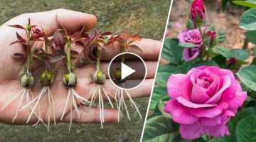The method of growing red roses from buds the whole world does not know