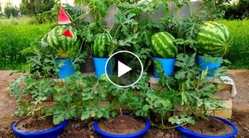 Growing watermelon at home is easy , big and sweet if you know this method ????